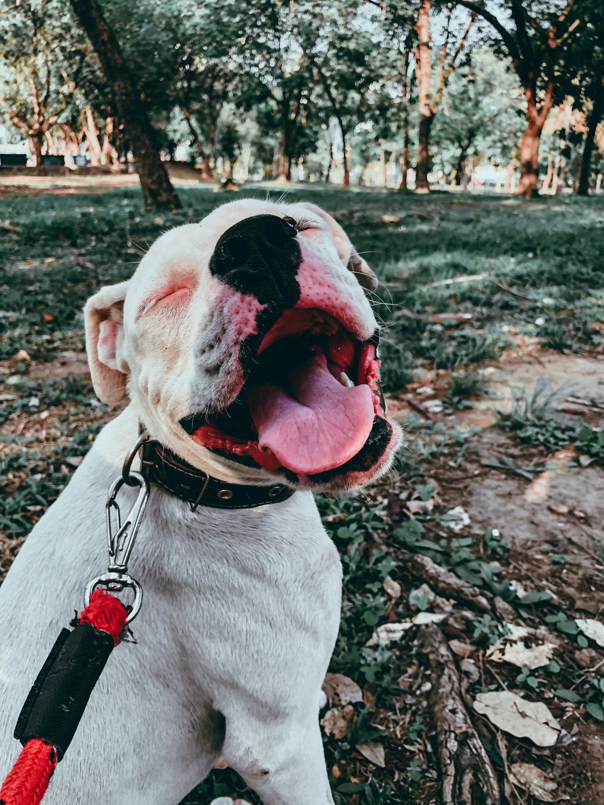 white and brown american pitbull terrier