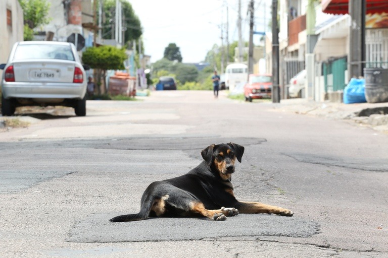 clinicas veterinárias